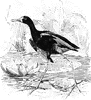 Parra Jacana