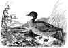 American Green-winged Teal