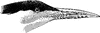 Royal Tern