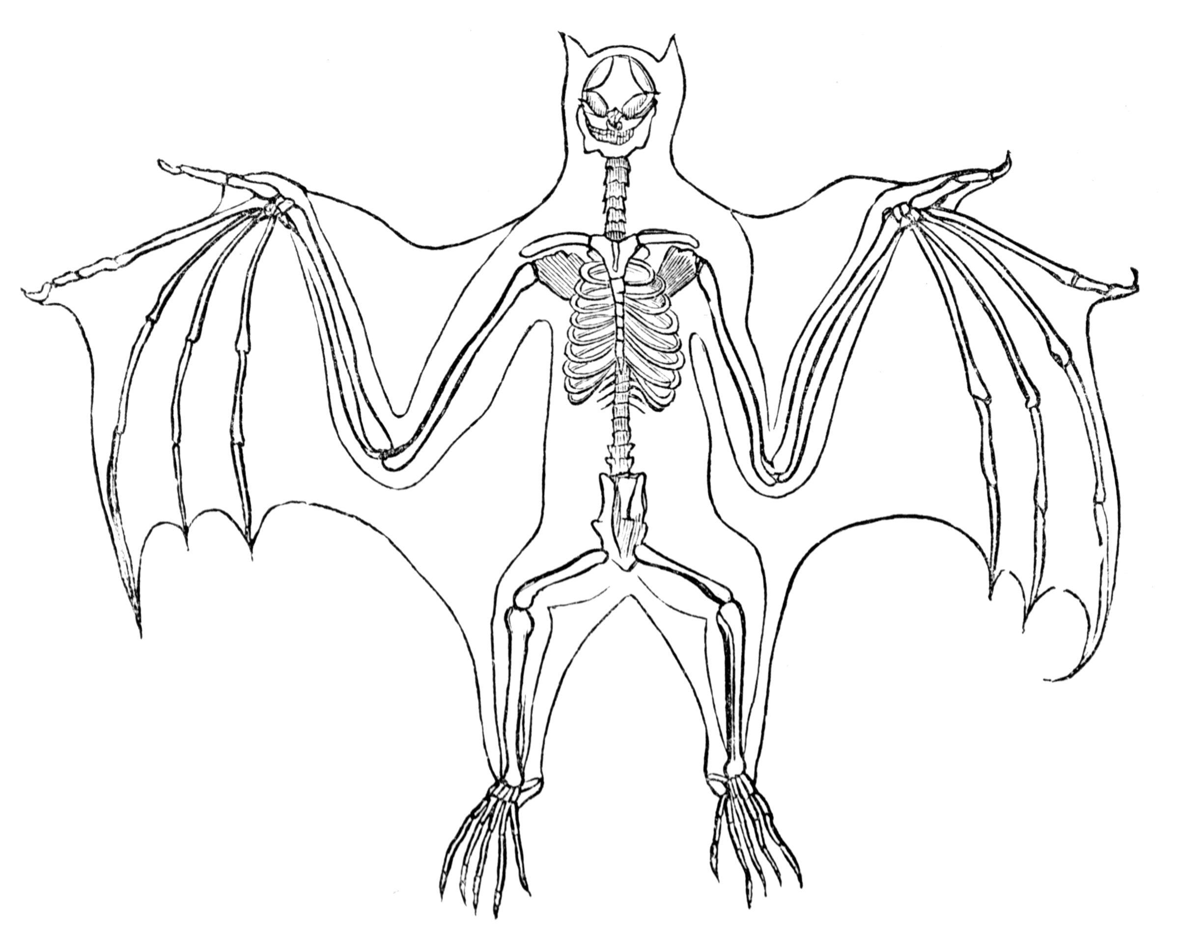 Bat Skeleton | ClipArt ETC