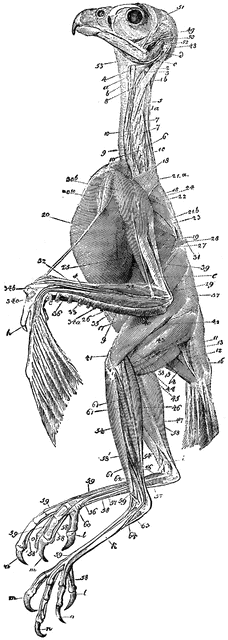 Eurasian Sparrowhawk Muscles | ClipArt ETC