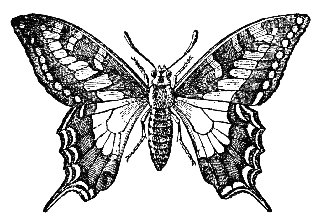 Butterfly To use any of the clipart images above including the thumbnail 