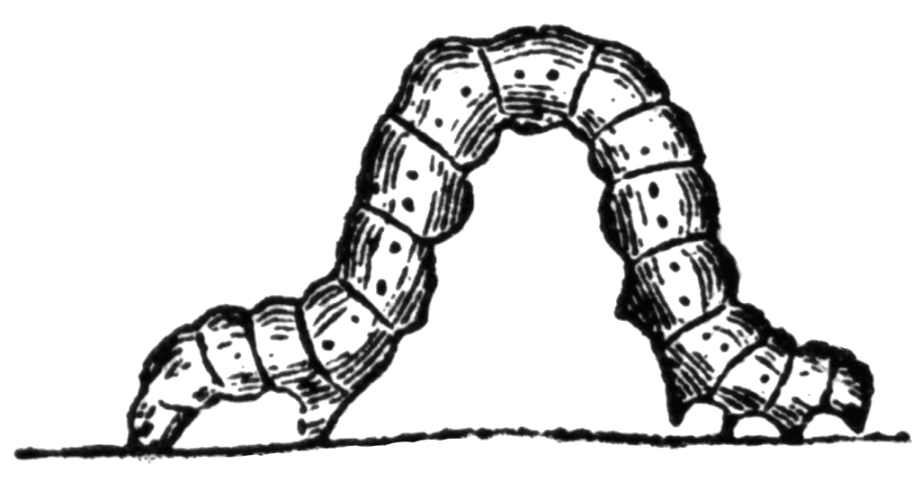 Spanner Caterpillar. To use any of the clipart images above (including the 