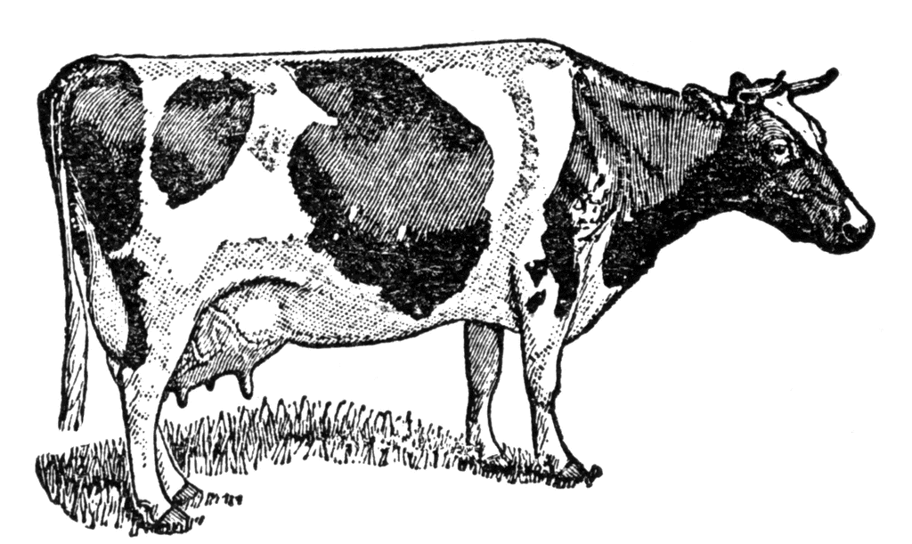 free clip art dairy cow - photo #10