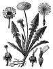 Dandelion
