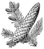 Balsam Fir