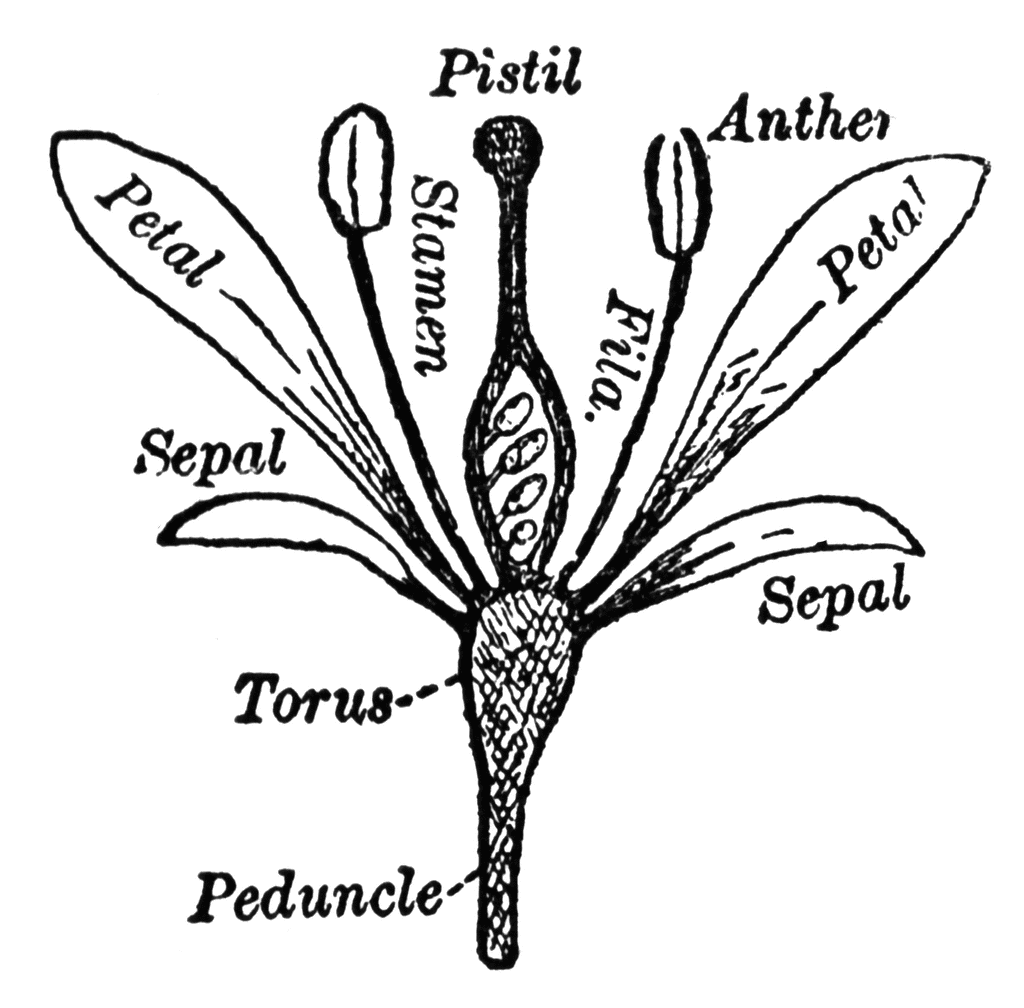 parts of flower diagram. Gallery | parts diagram