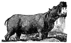 Hippopotamus