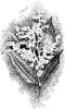 Smilacina Racemosa