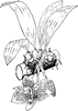 Stanhopea Oculata
