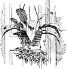 Stanhopea Insignis