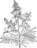 Tephrosia Macrantha