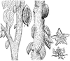 Theobroma Cacao