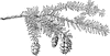 Tsuga Canadensis