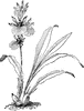 Zygopetalum Machaii