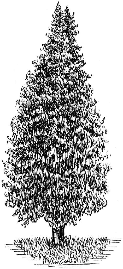 clip art juniper tree - photo #15