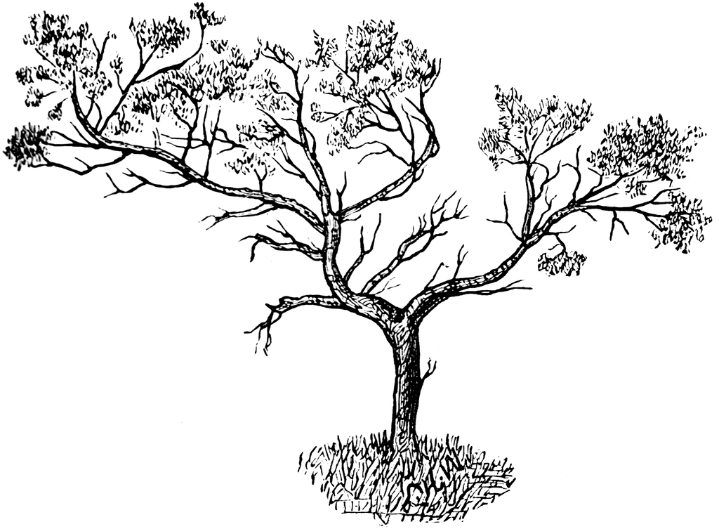 clip art juniper tree - photo #14