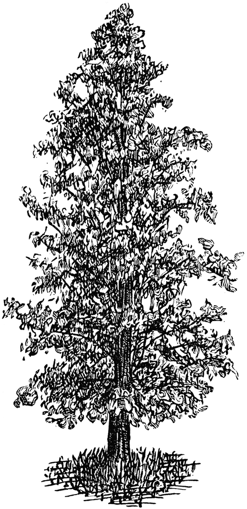 clip art cypress tree - photo #3