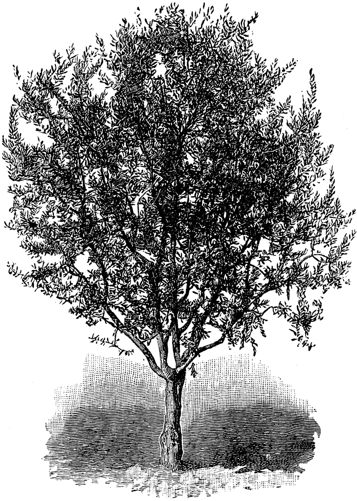 clip art olive tree - photo #34