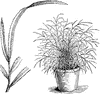 Pteris Serrulata Tenuifolia