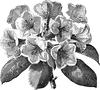Rhododendron Taylori