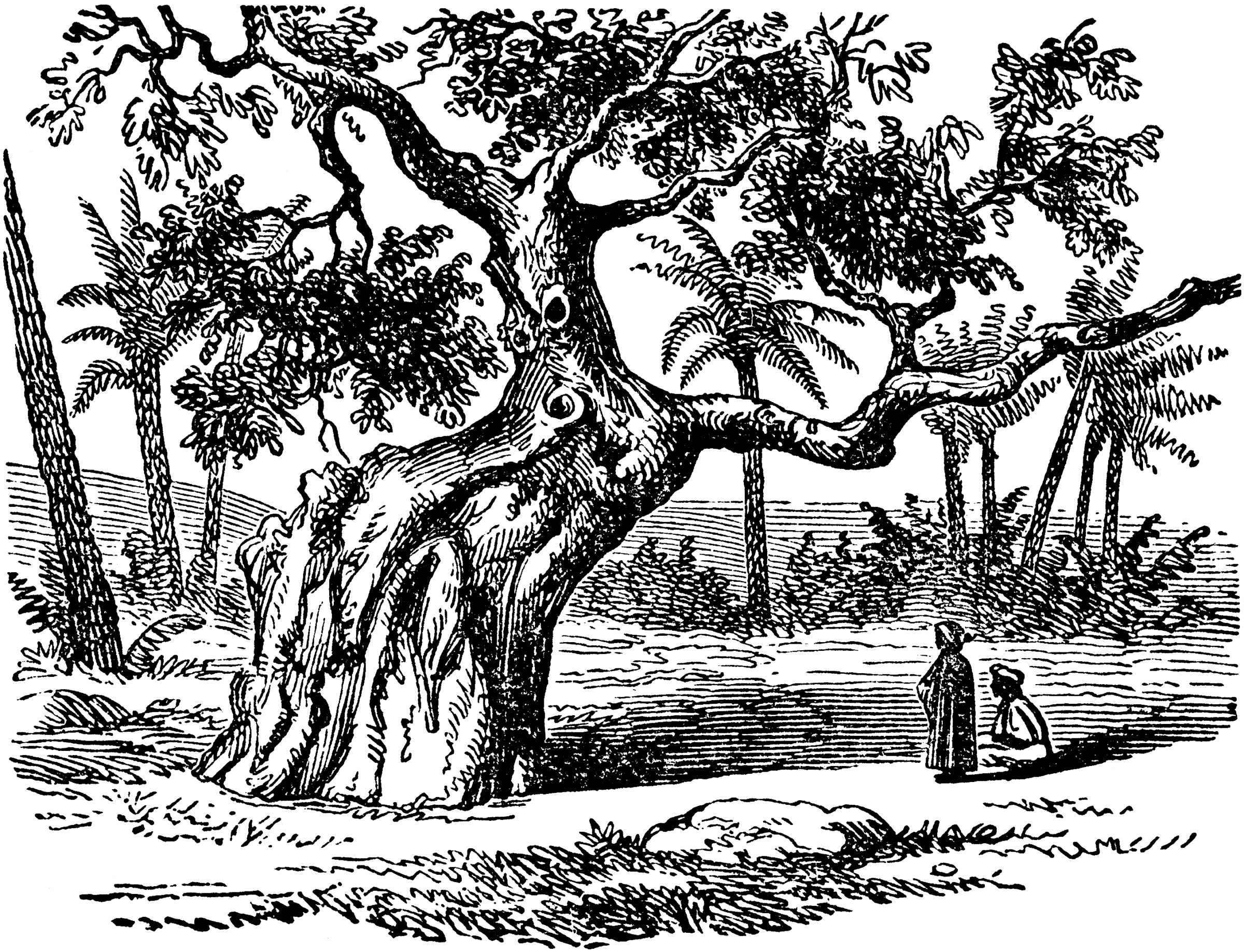 clip art sycamore tree - photo #47