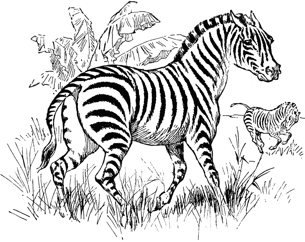 clipart de zebra - photo #46