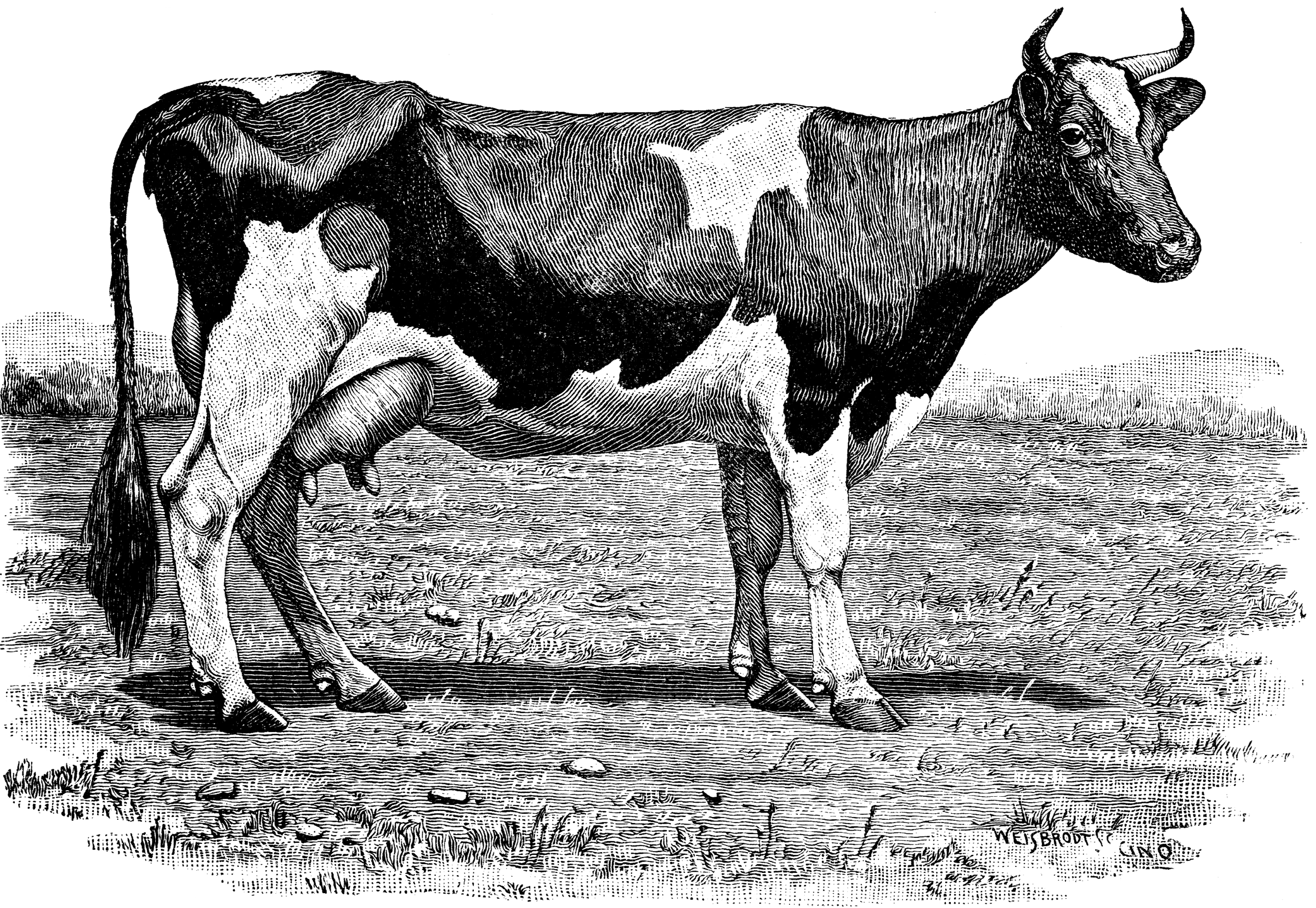 dairy cow clip art images - photo #32