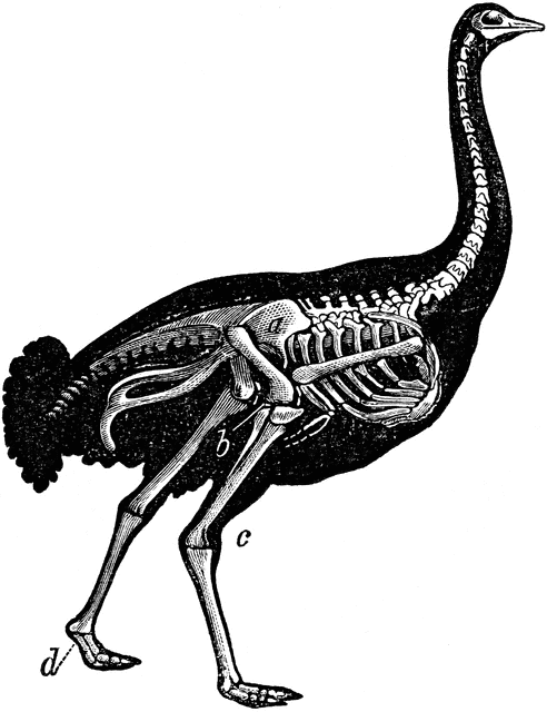 Skeleton of Ostrich | ClipArt ETC