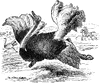 Ostrich