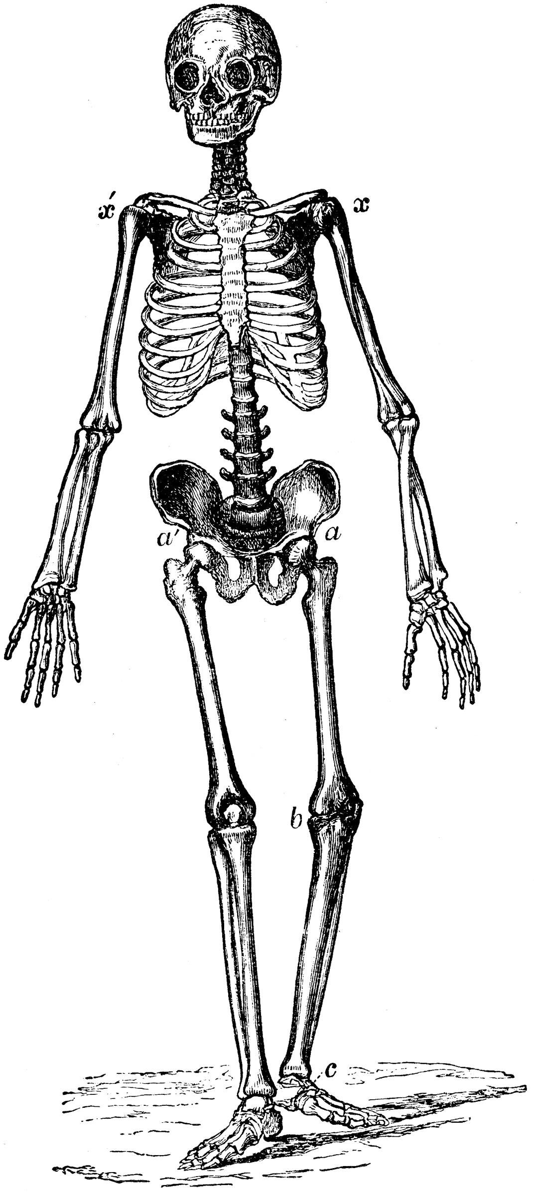 clipart human skeleton outline - photo #42