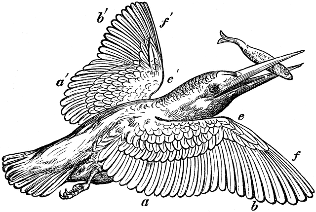 kingfisher clipart - photo #23