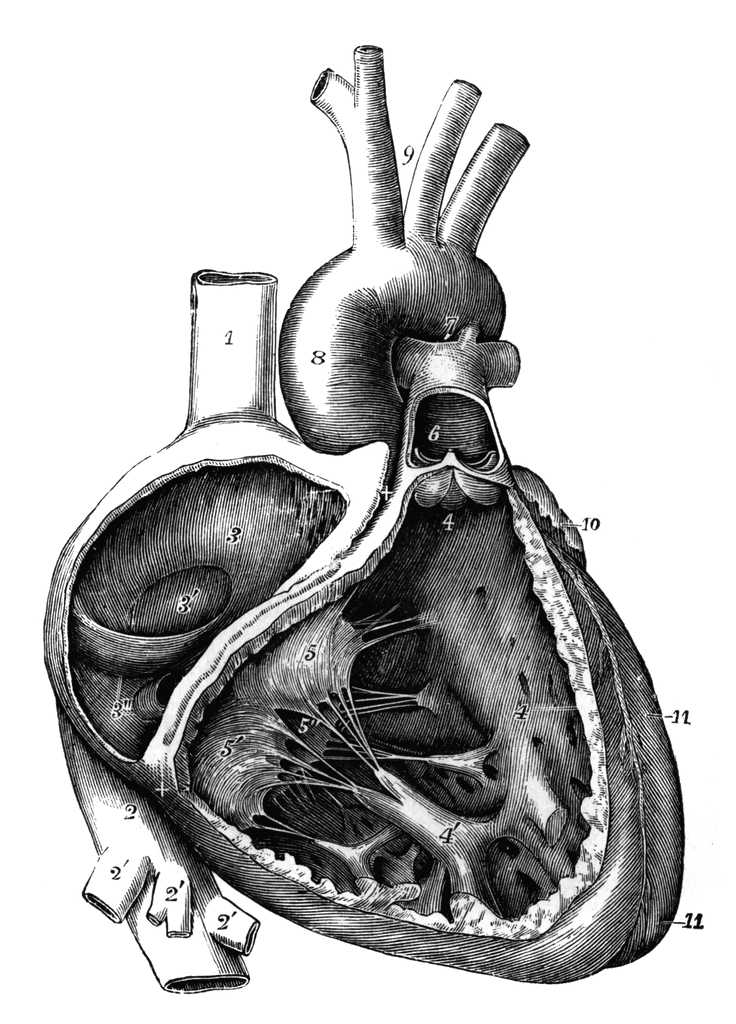 heart clipart images. Human Heart