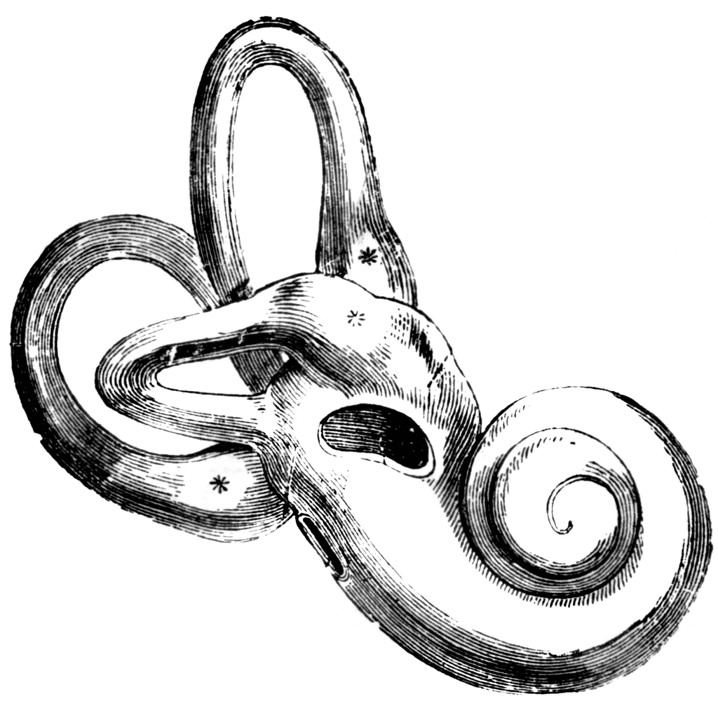 clip art ear. To use any of the clipart