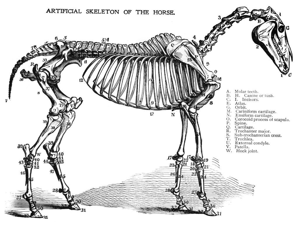 clipart horse skeleton - photo #12