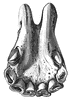 Five Year Old Horse Teeth
