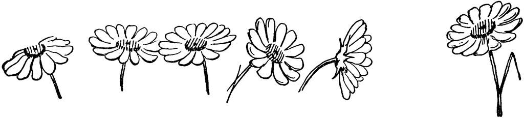 free black and white daisy clipart - photo #18