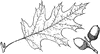 Branch of California Black Oak