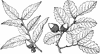 Branch of Interior Live Oak
