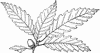 Branch of Quercus Acuminata