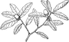 Branch of Quercua Oblongifolia