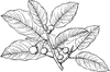Branch of Ficus Populnea