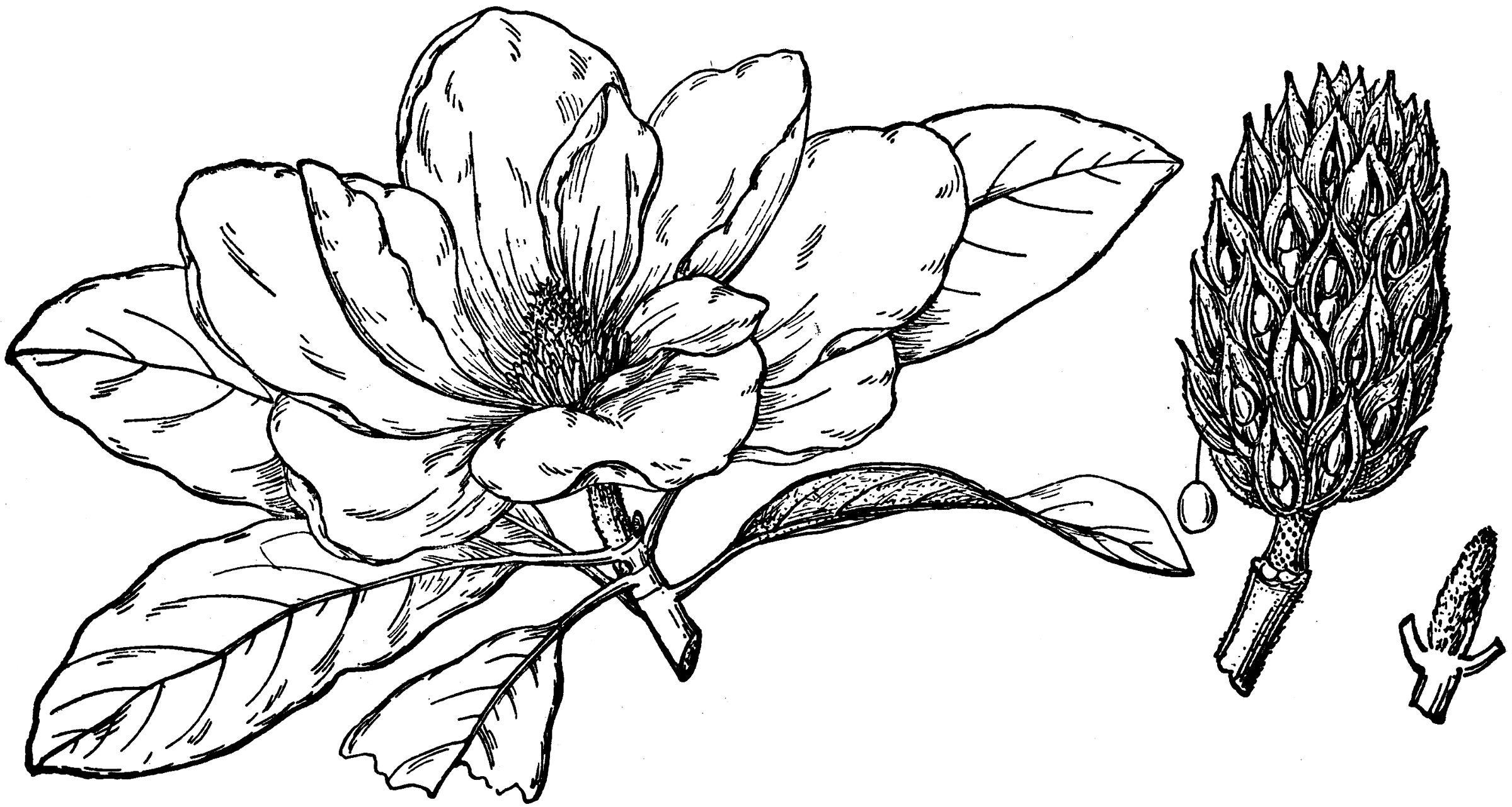 Flower of Southern Magnolia | ClipArt ETC