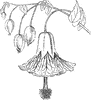 Abutilon Insigne Flower