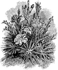 Acantholimon Venustum Flowers