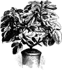 Osborn's Prolific Fig