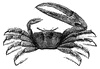 Fiddler Crab