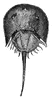 Horse-shoe Crab