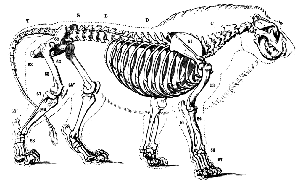 Lion Skeleton | ClipArt ETC