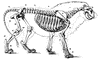 Lion Skeleton